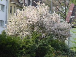 Malus Hybride
